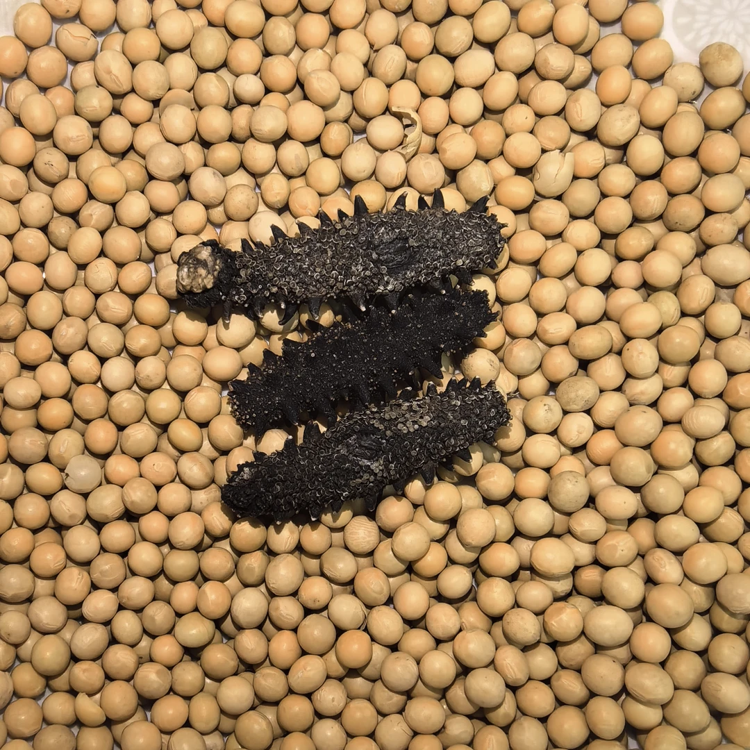【0添加】长岛高品质遼參90-100/斤海参500g  DL-YB-10