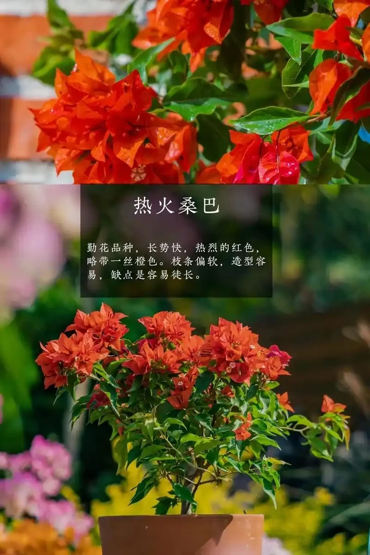 【热火桑巴】热火桑巴三角梅带花带盆发货花卉绿植盆栽室内