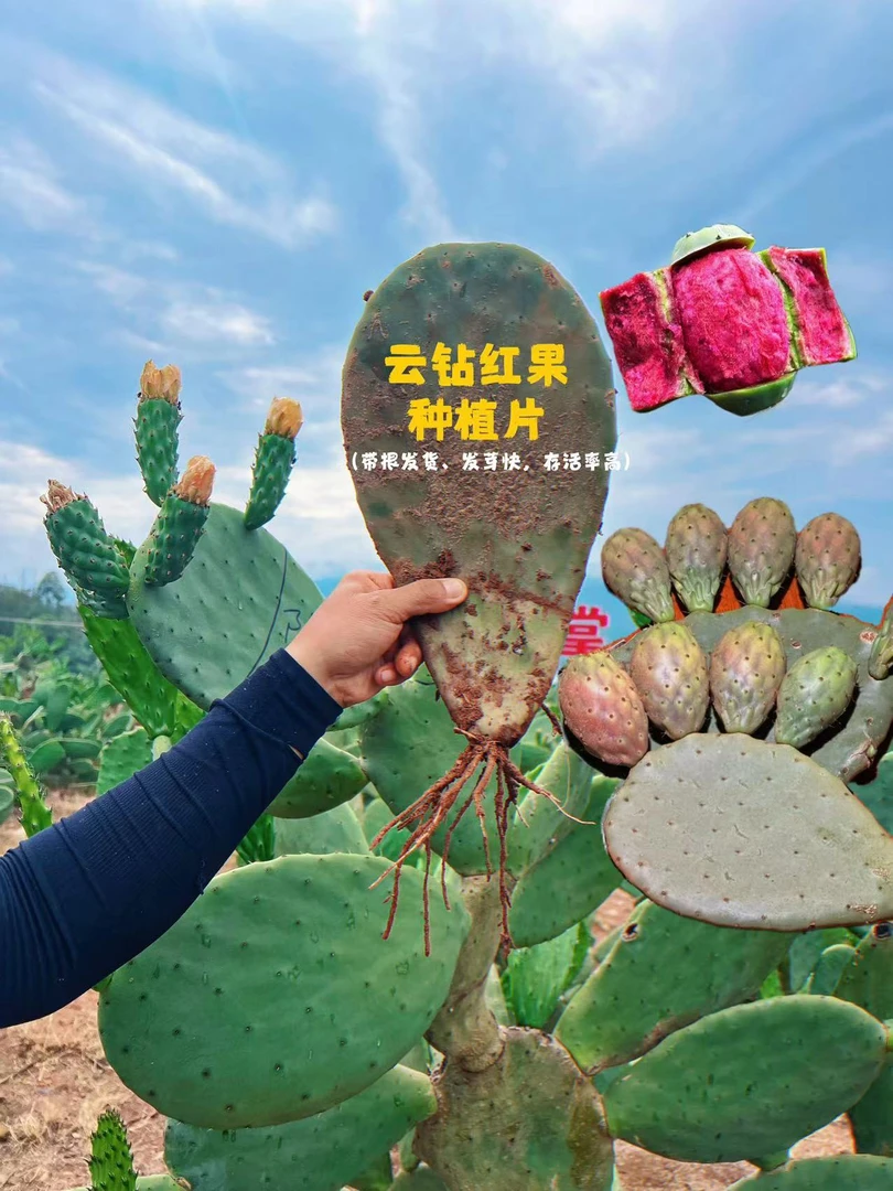 【云钻红果】仙人掌种植小苗（1棵装）25cm左右