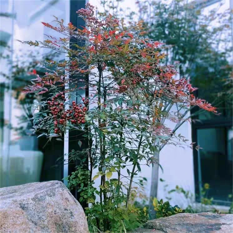 一楼花园南天竹盆景老桩室内客厅阳台盆栽庭院耐寒红叶南天竹树苗