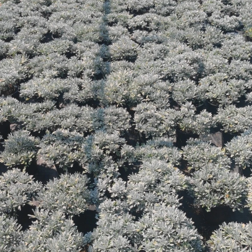 一楼花园芙蓉菊盆景盆栽阳台庭院露台耐寒耐热植物