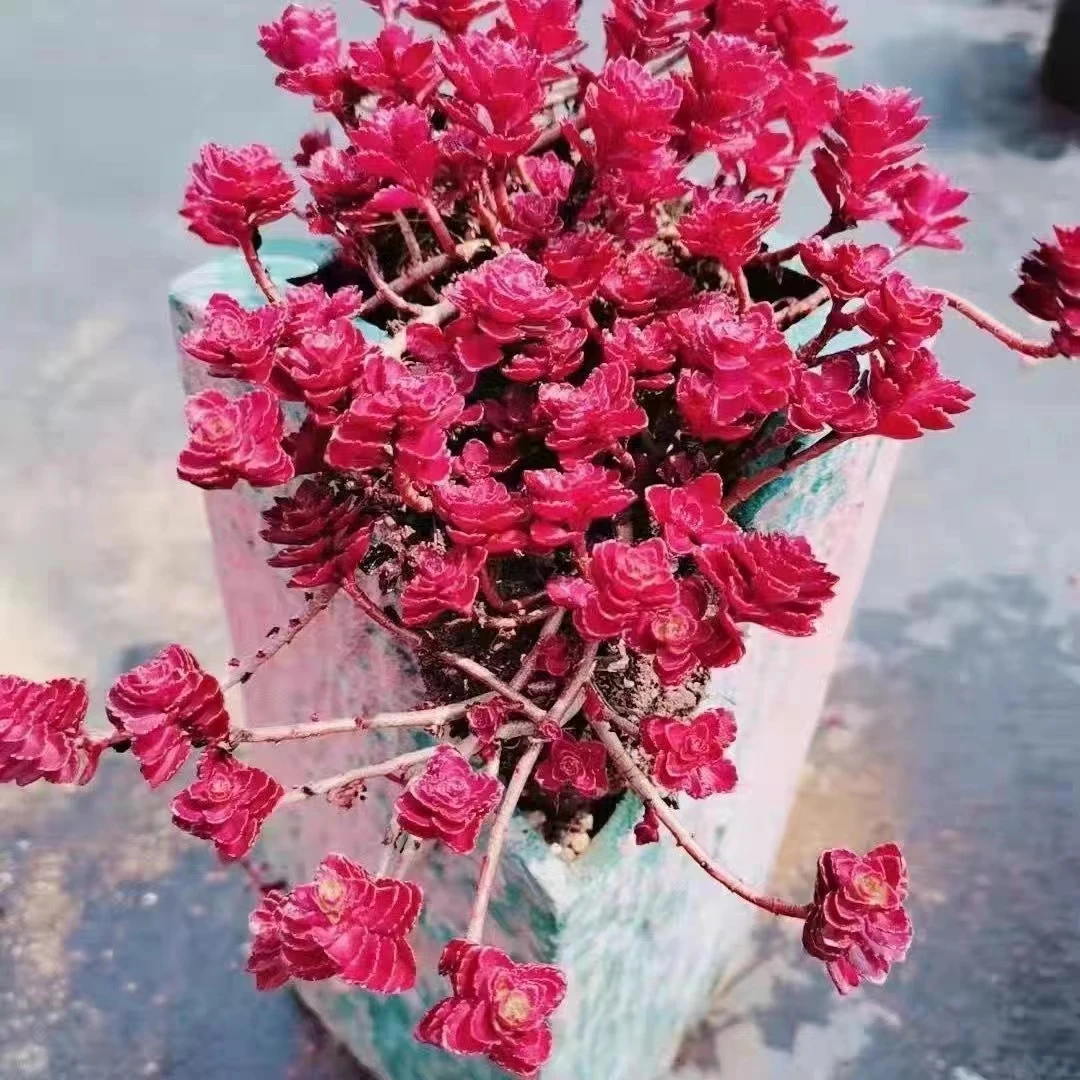 一楼花园胭脂景天多年生宿根耐寒耐热庭院阳台露台植物