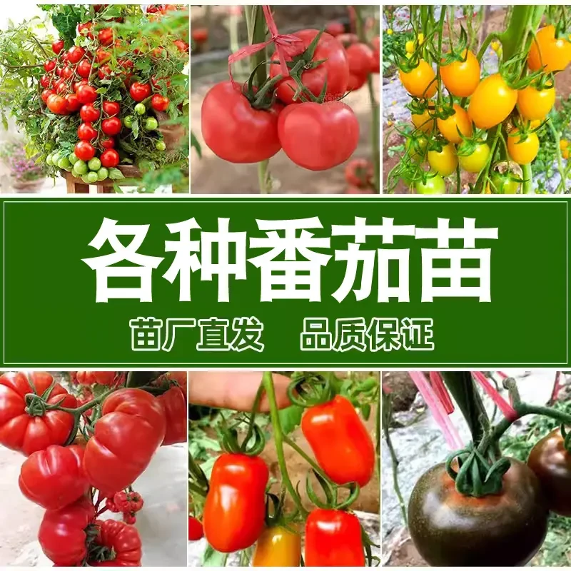 【直播专享】各种番茄苗 蔬菜西红柿苗圣女果小番茄四季阳台庭院