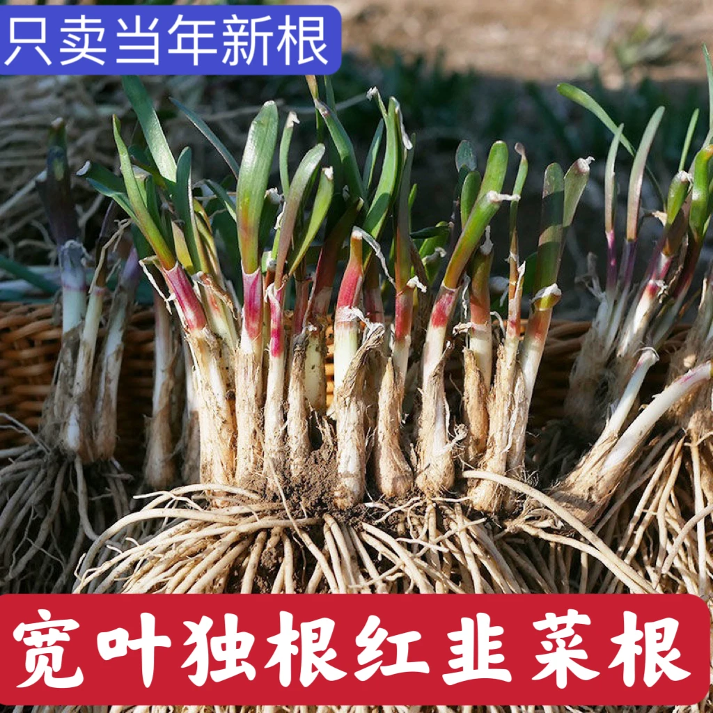 现挖红根宽叶韭菜根苗四季种子阳台苗紫根盆栽籽种独根红新韭菜根