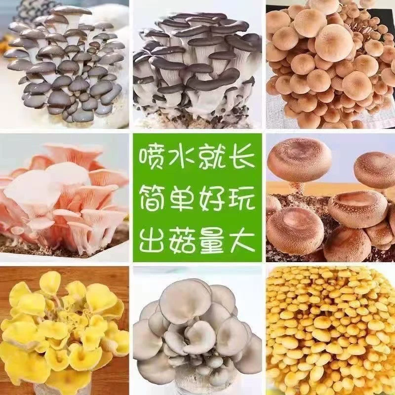 【不出菇包赔】家庭种植蘑菇菌包食用菌棒蘑菇种植包食用平菇菌种