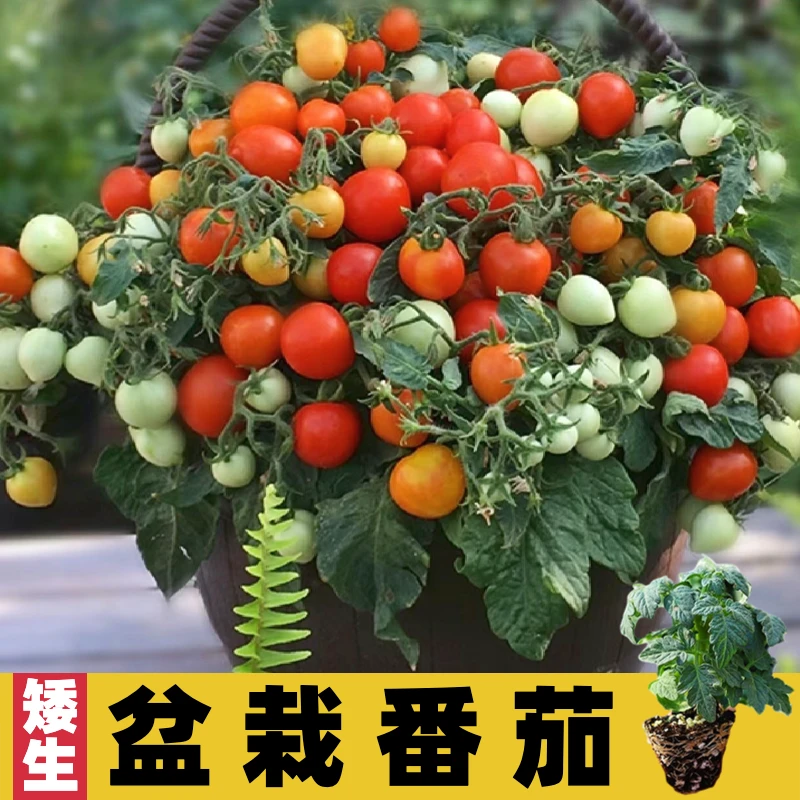 盆栽矮生番茄苗樱桃小番茄秧苗水果西红柿种子四季阳台圣女果秧苗