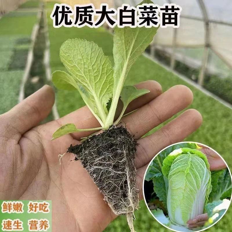寿光大白菜苗黄心白菜秧苗带土球秋冬露天盆栽四季耐寒高产蔬菜
