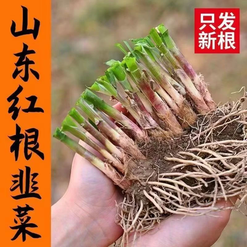 四季新韭菜根大宽叶紫红白根种植技术雪韭根苗阳台庭院新鲜盆栽
