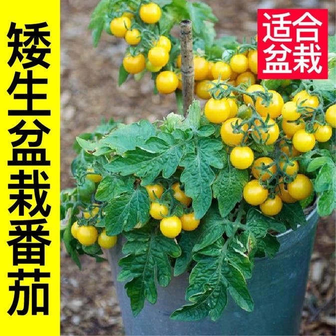 迷你矮生红黄樱桃小番茄苗秧带盆土四季种西红柿圣女果种子蔬菜苗