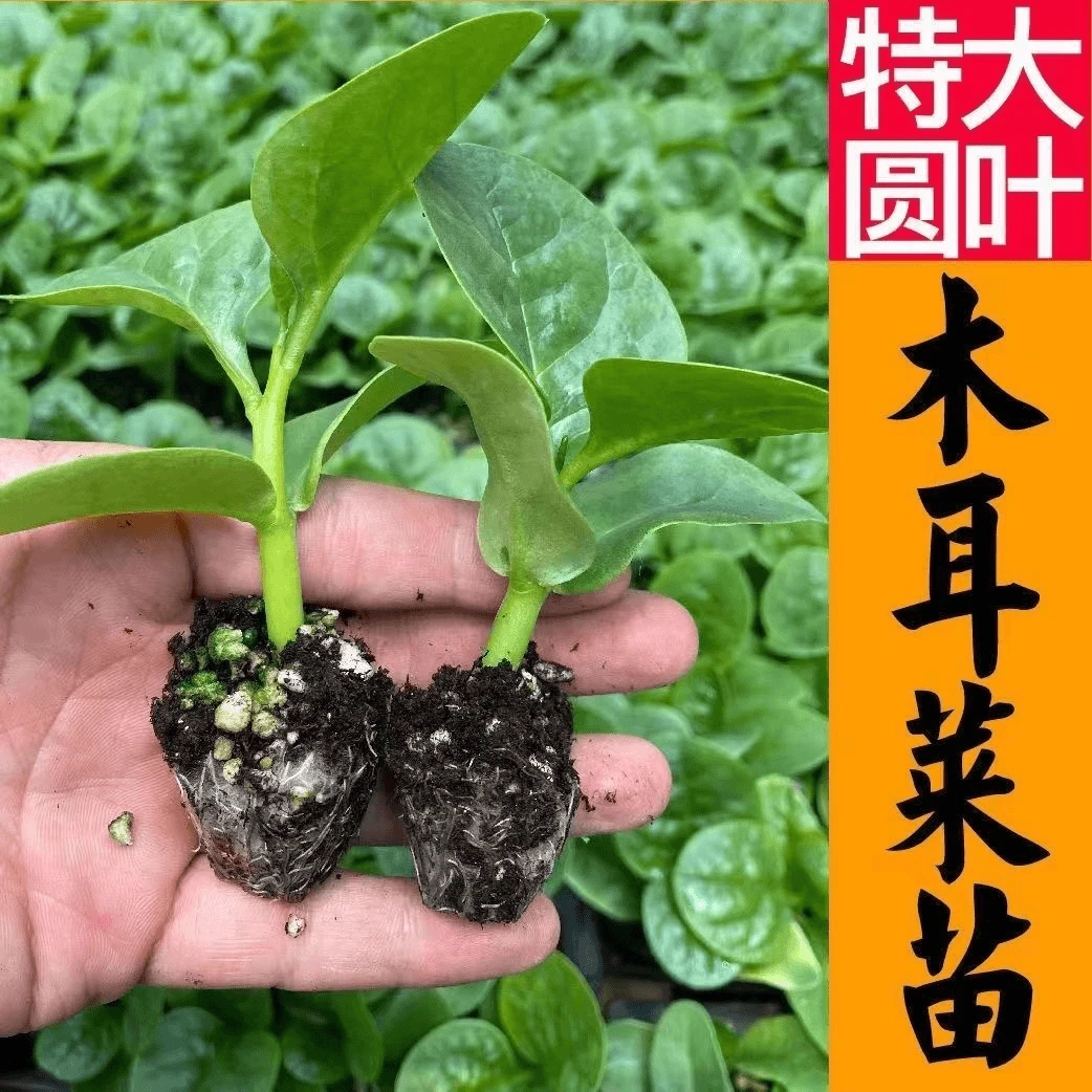多次采收大圆叶木耳菜苗秧高钙青菜四季阳台盆栽高产庭院耐热山东