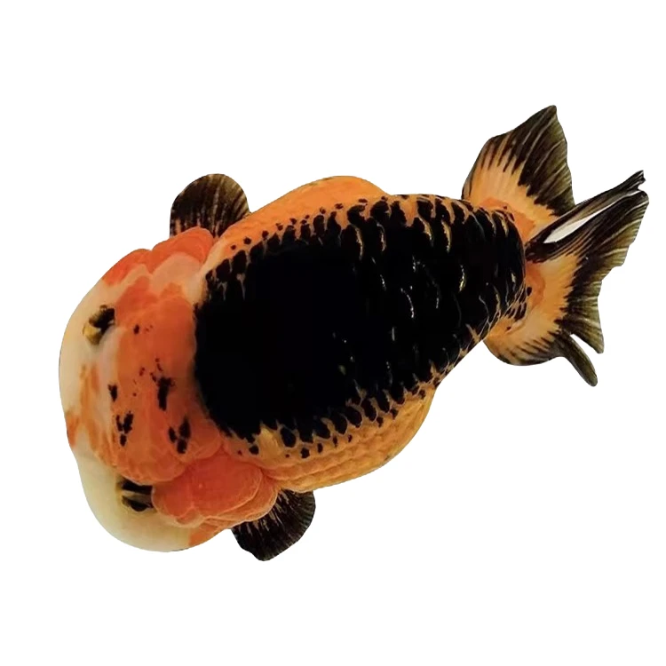 直播间一物一拍金鱼锦鲤蝴蝶鲤