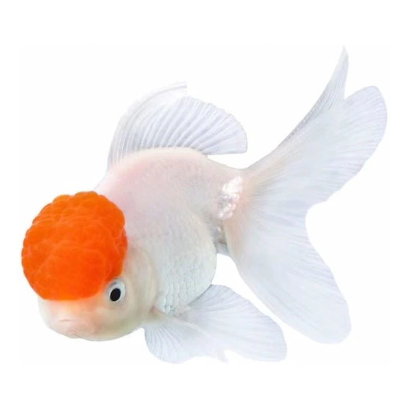 金鱼锦鲤蝴蝶鲤锦鲫鱼直播间专拍，以主播报价为准，请勿乱拍