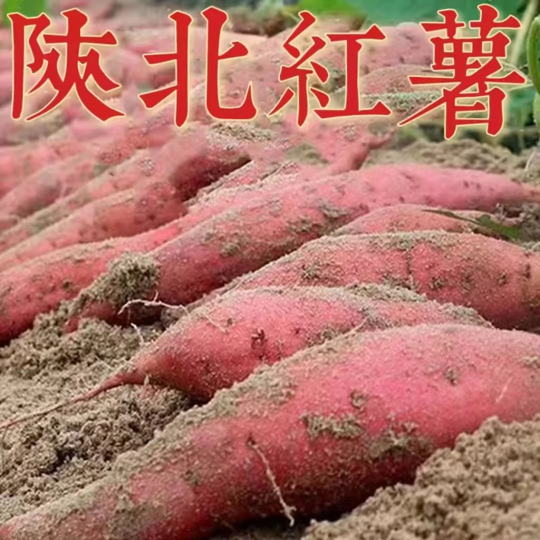 福（陕北沙地老品种红薯）爆燃爆甜 现挖现发  包邮
