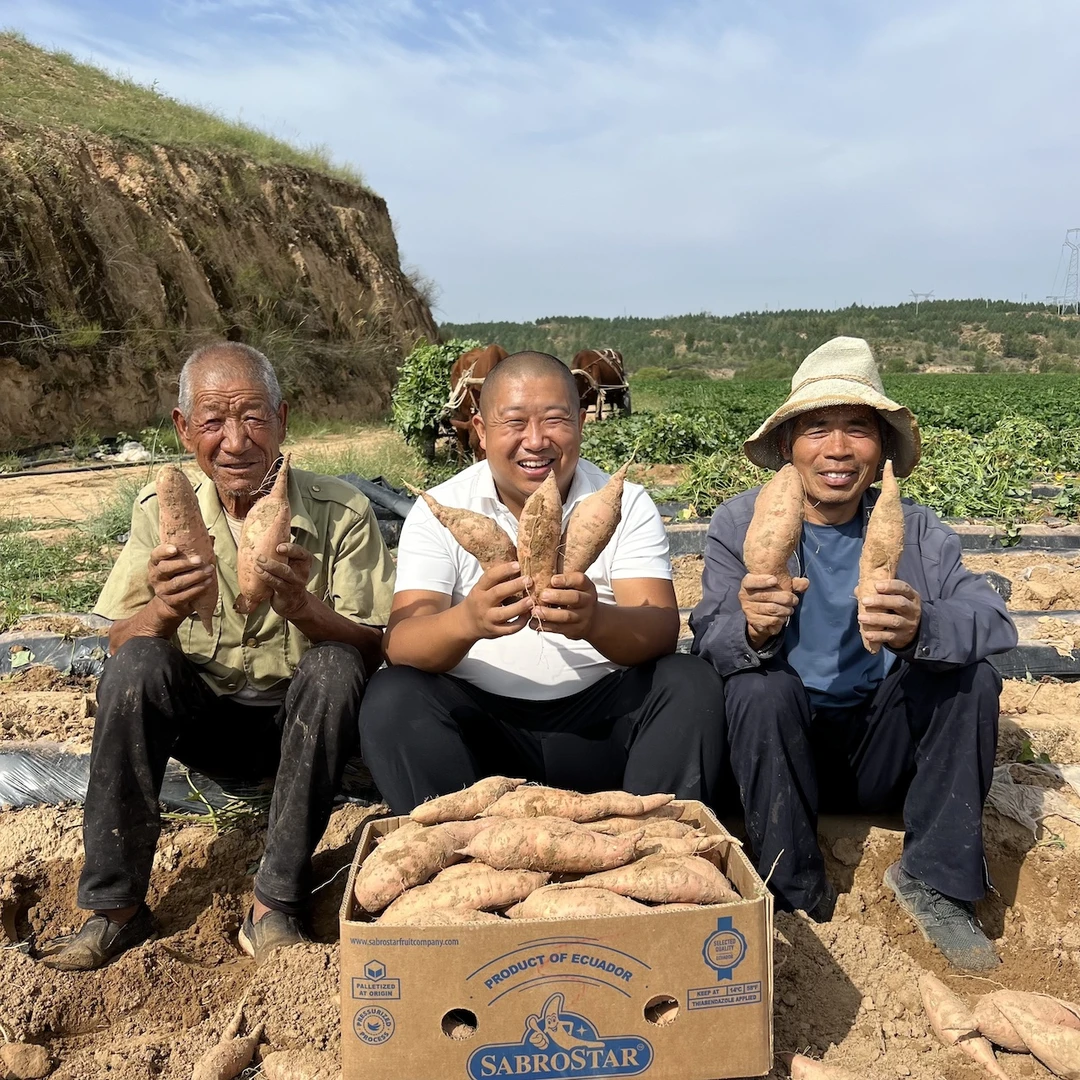 （众）陕北沙土老品种红薯（迷你瑕疵断头小果，介意勿拍）
