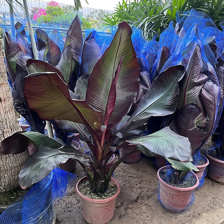 红色象腿蕉观叶彩色绿植室外阳台庭院耐热盆栽绿植盆栽室内绿植