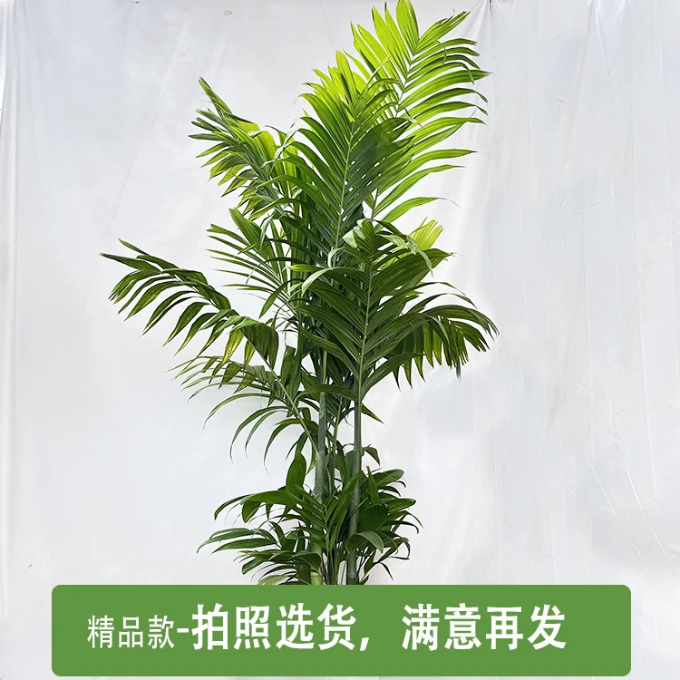三药山药槟榔树三雄芯槟榔椰子树热带植物耐旱庭院绿植室内绿植