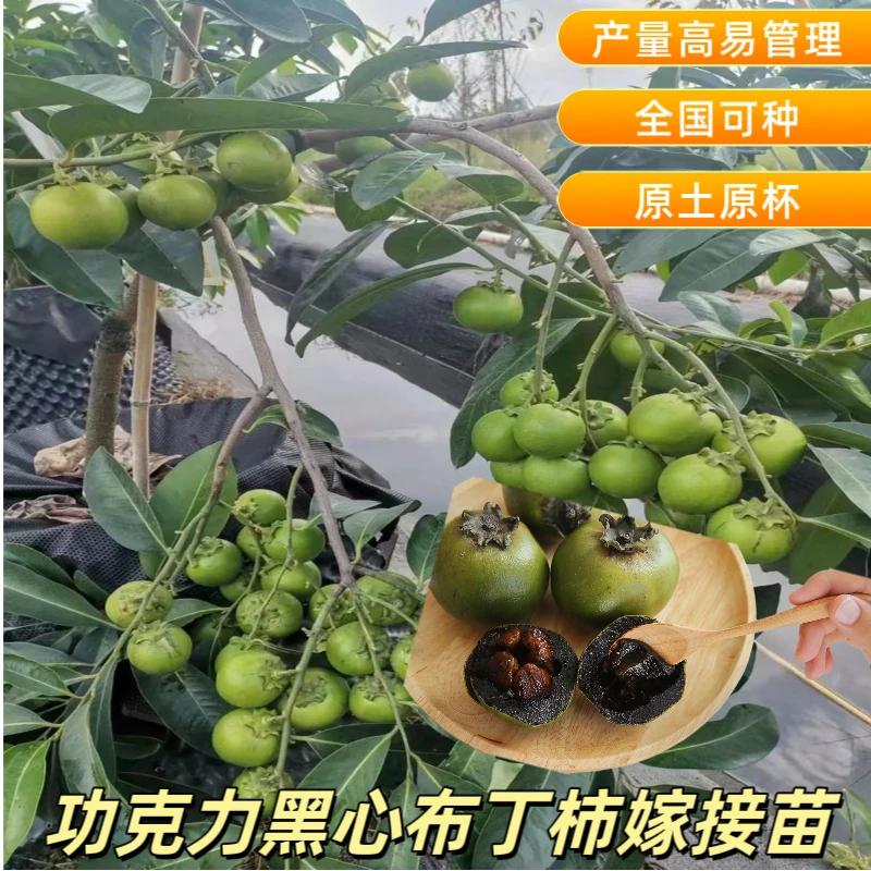 正宗布丁巧克力黑柿苗太秋甜脆柿苗水晶甜柿苗甜脆柿子苗嫁接苗