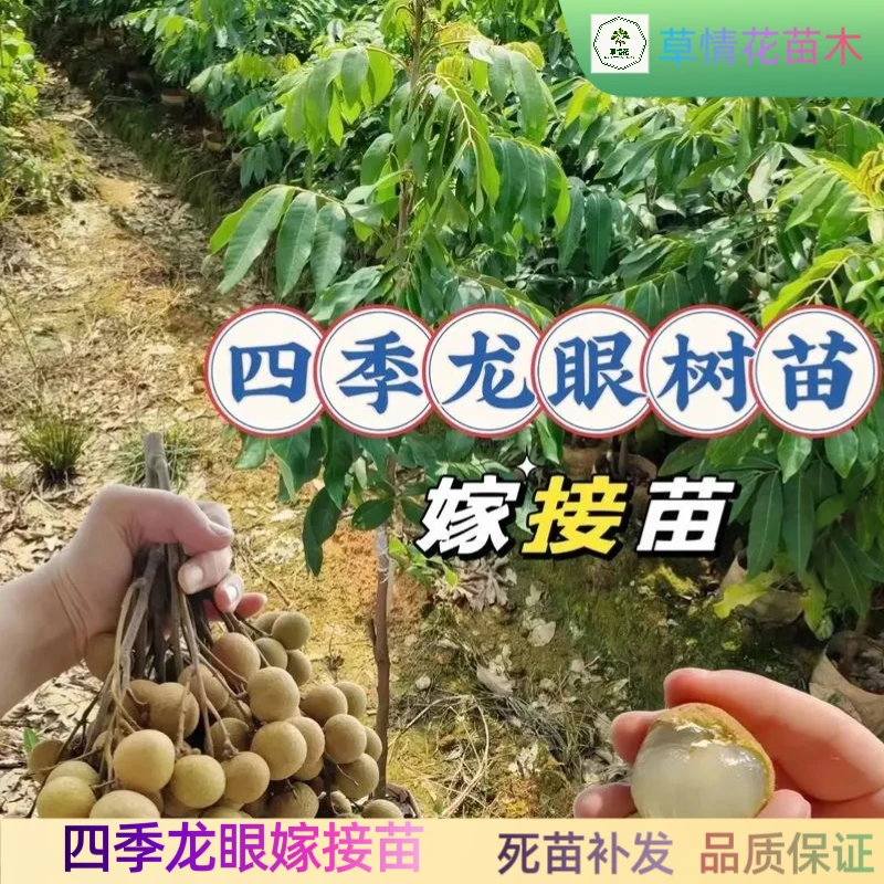 四季龙眼树苗红皮龙眼苗太空龙眼苗嫁接苗南北方庭院种植盆栽地栽