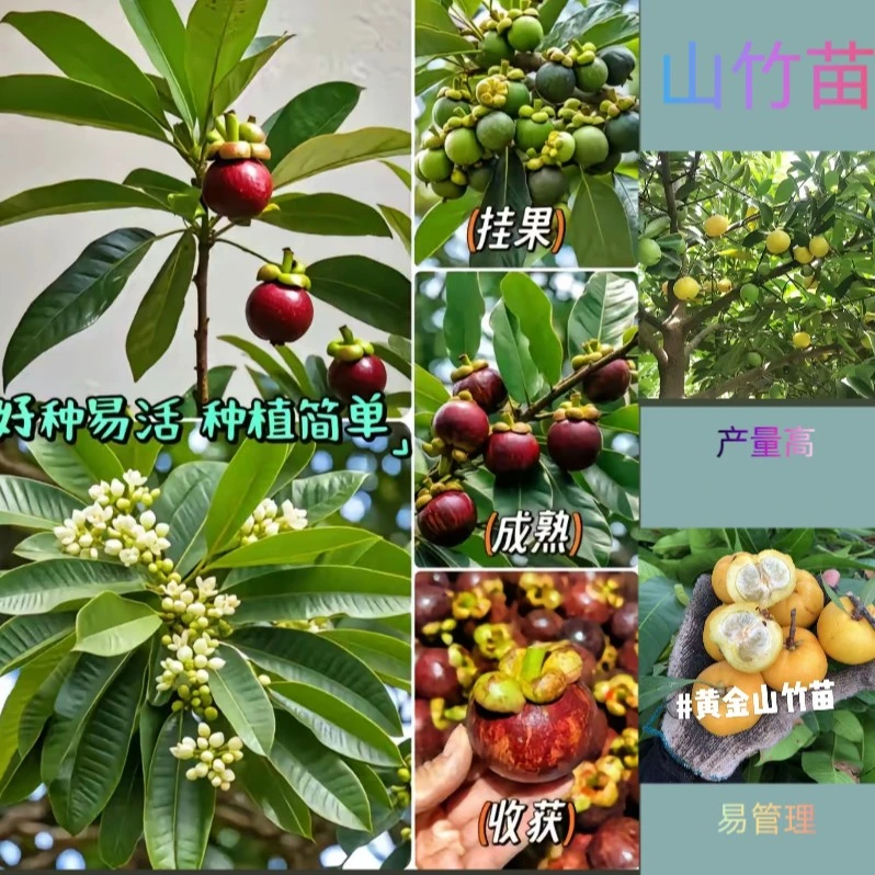 黄金山竹果树苗嫁接苗泰国红宝石山竹果树苗盆栽地栽庭院种植