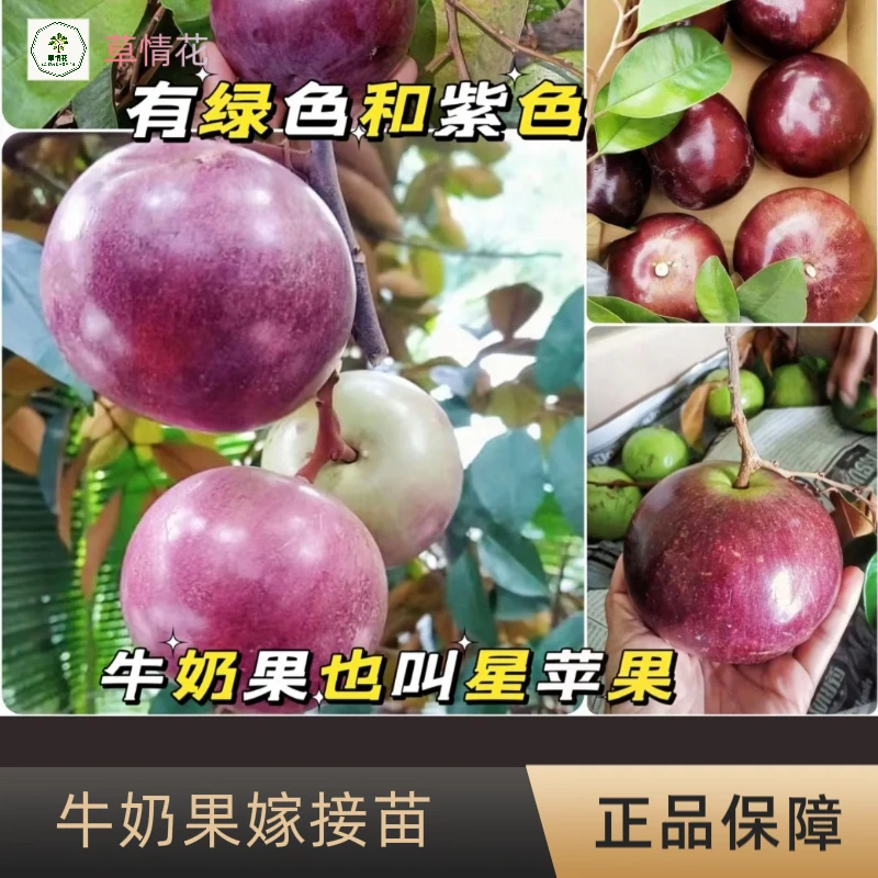 越南牛奶果嫁接苗星苹果热带果树苗紫龙果苗金星牛奶果苗盆栽地栽