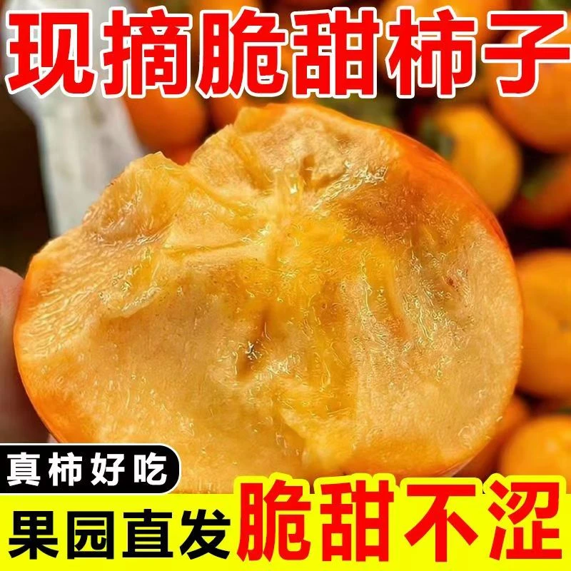 【现摘现发】阳丰脆柿巧克力柿子应季新鲜甜脆自然成熟不涩削皮即食
