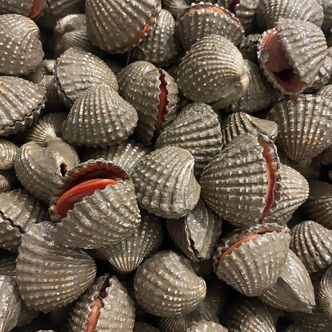 中号血蛤泥蚶银蚶新鲜白灼血蛤带泥活鲜潮汕生腌血蚶特色美食刺身