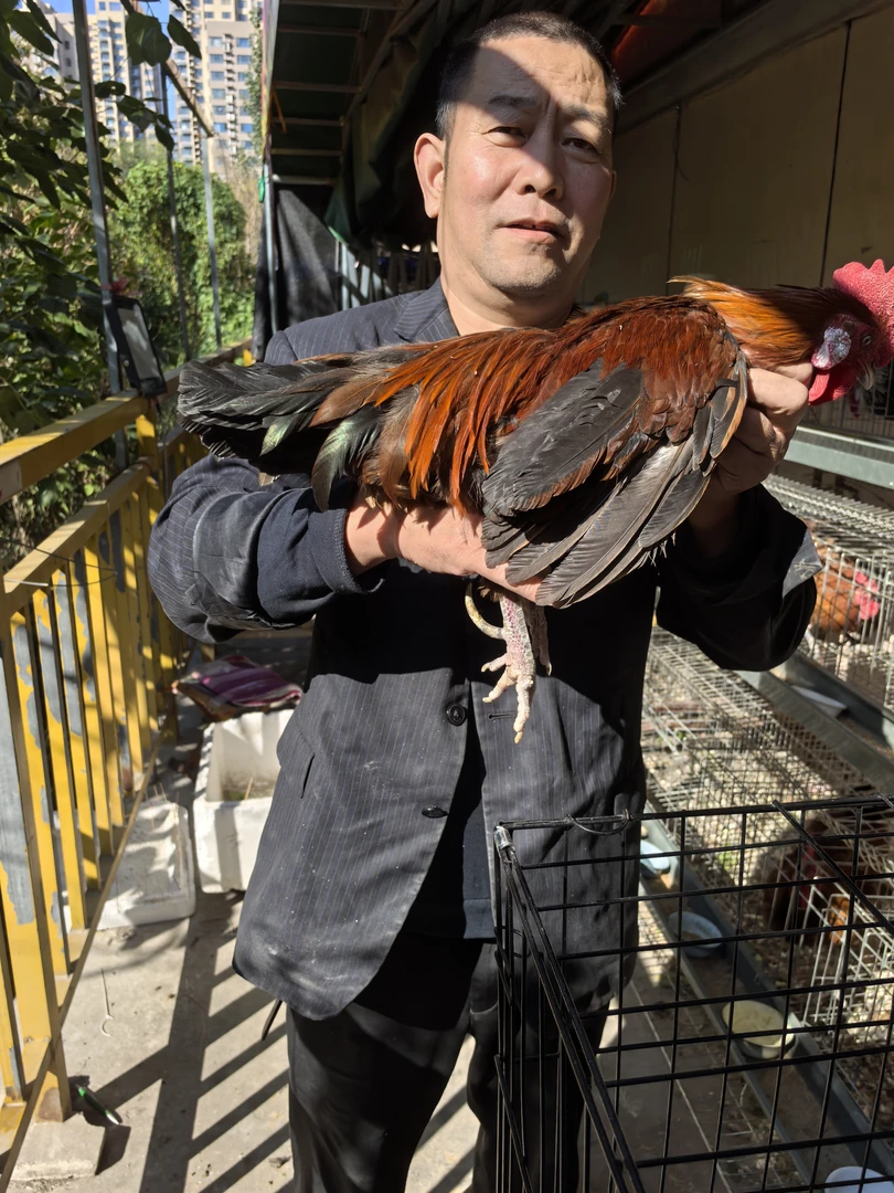 改价链接，赶集下乡农家散养一年两年三年四年老公鸡，现杀现发一只