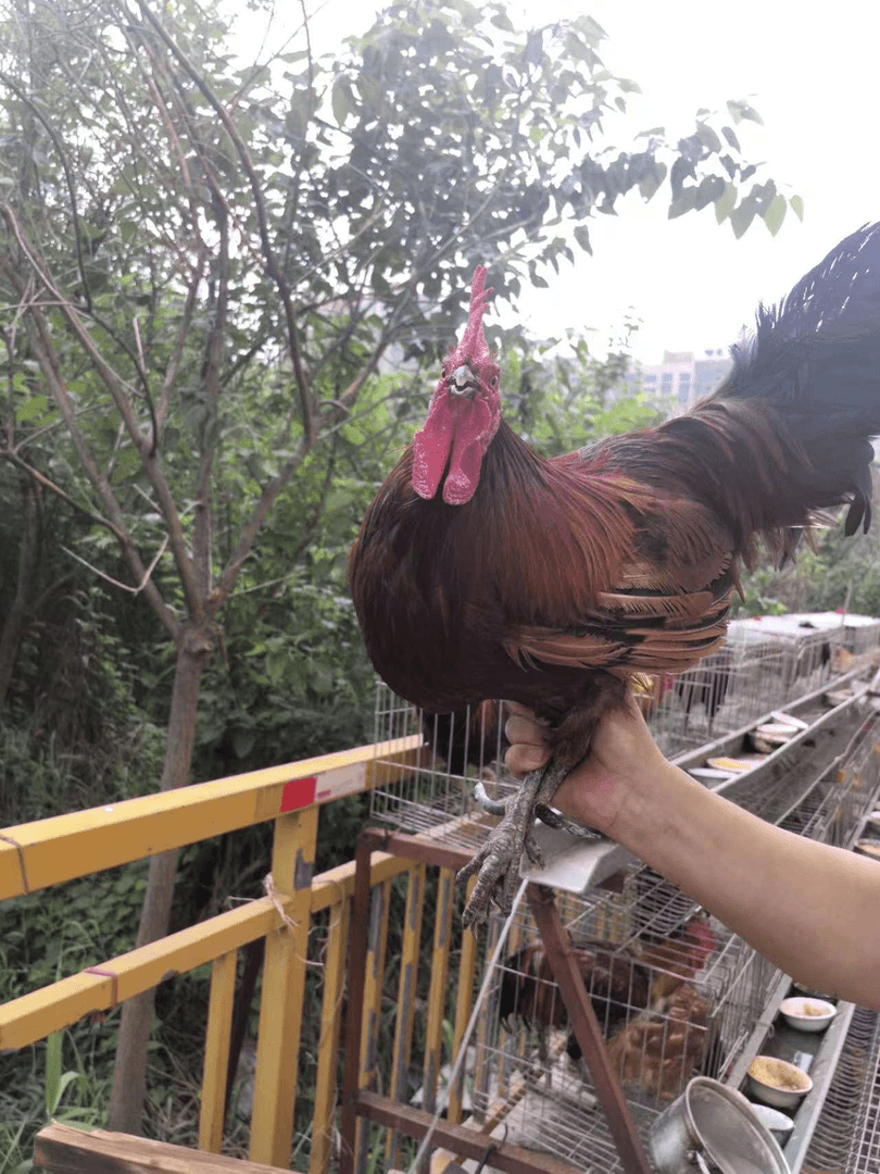 农家散养笨鸡，重温儿时味道。
