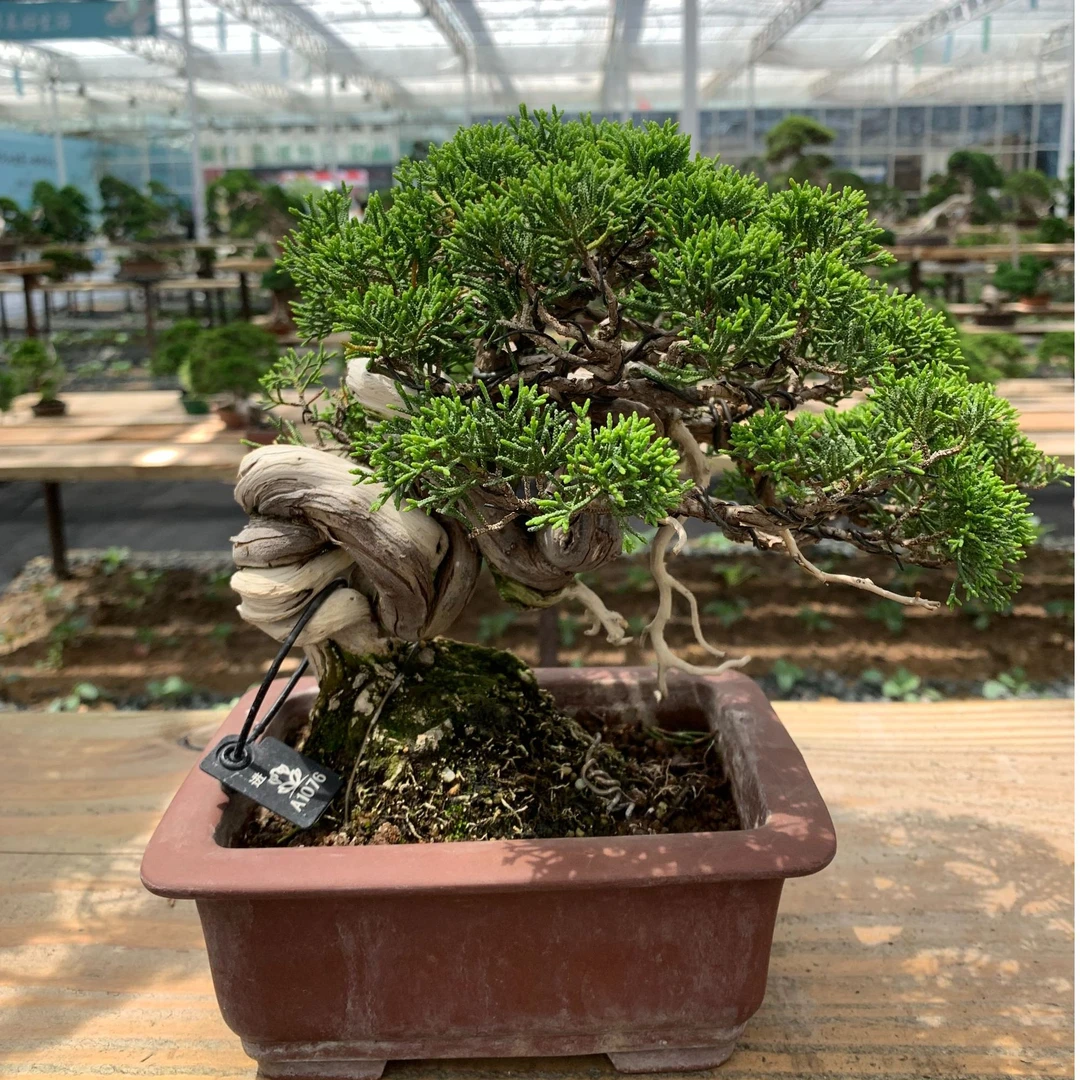 直播间盆景一物一拍，私拍发五针小苗