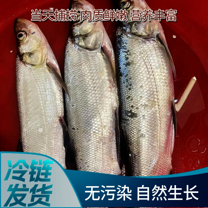 大林水产野生翘嘴 渔民捕捞新鲜发货