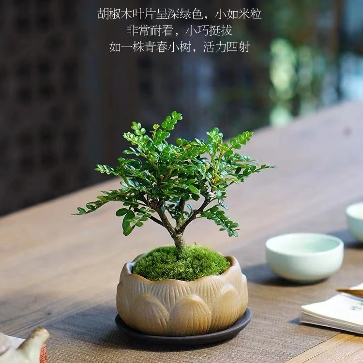 胡椒木盆栽迷你室内创意桌面小盆景办公室绿植好养四季清香木驱蚊