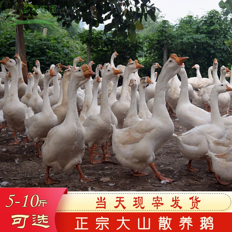 直播间现称两年三年五年老鹅鹅肉新鲜大鹅公鹅母鹅土鹅大包鹅整只