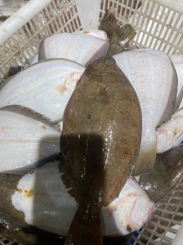 偏口鱼5斤（有残破肚介意勿拍京津冀鲜发其他地区冷冻发）