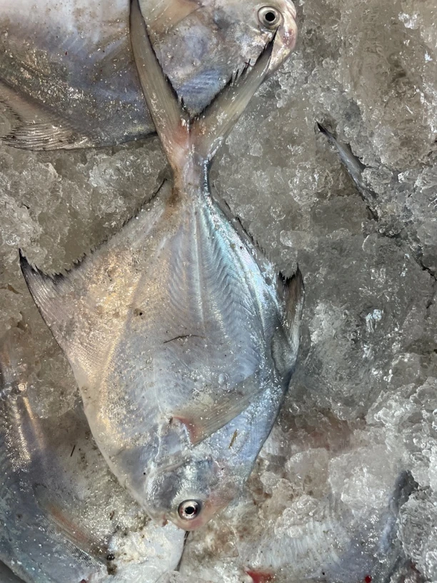 银鲳鱼 平鱼 净鱼（1两-2两左右）5斤京津冀鲜发其他地区冷冻发