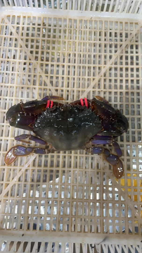 【保鲜不保活】水机子