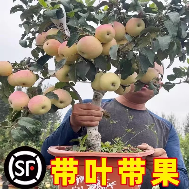 垂丝海棠花盆栽鲜花四季开花树苗盆景老桩花卉植物室内花绿植真花