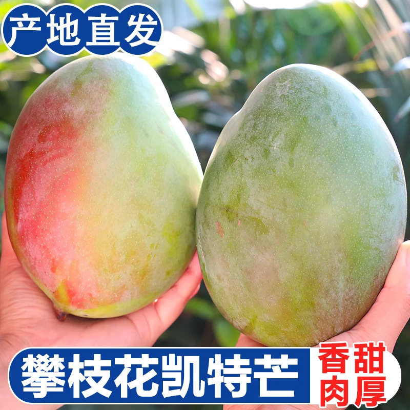 【辛平优选自营】四川攀枝花凯特芒果新鲜当季水果产地直发带箱五斤