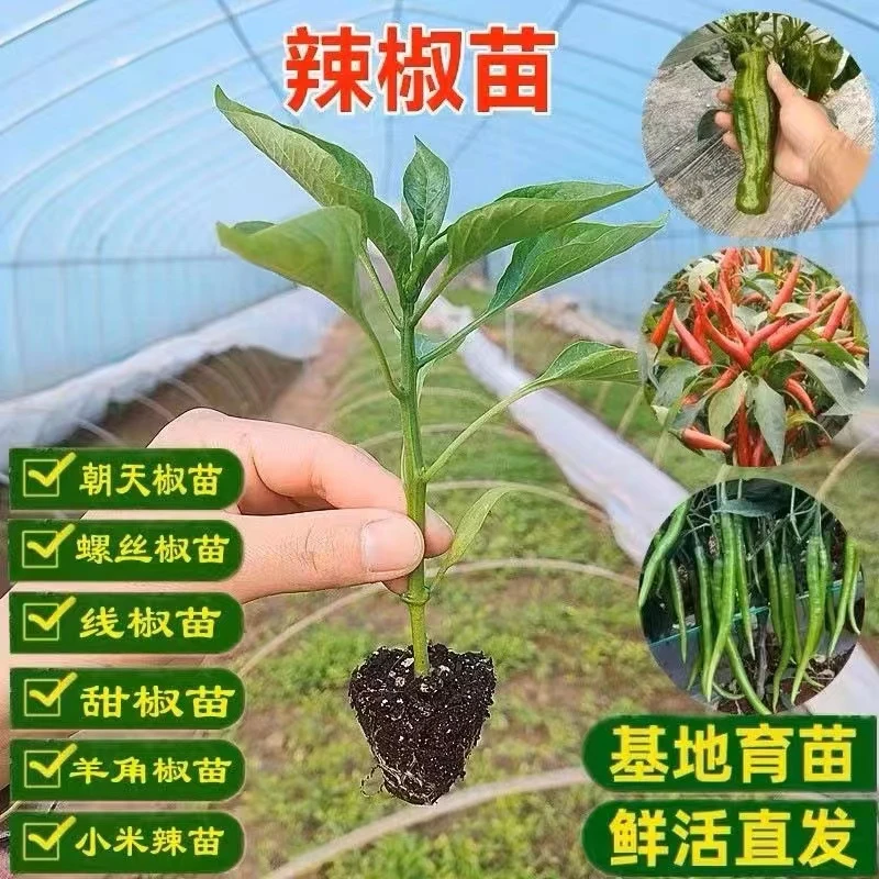 高产辣椒苗青椒美人椒苗薄皮辣椒螺丝椒朝天椒苗二荆条长线椒阳台