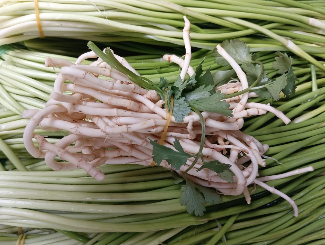 云南应季蔬菜新鲜折耳根鱼腥草菜野生人工种植可选新鲜食材