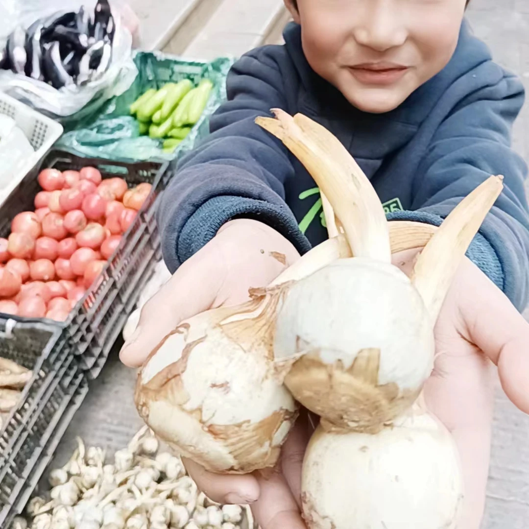 云南新鲜茨菇慈无防腐剂现挖慈姑粉糯应季蔬菜下号