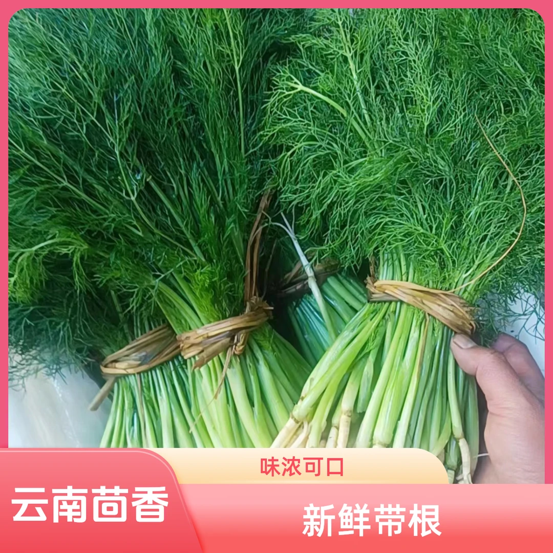 新鲜云南小茴香露天种植嫩叶带根韵达包邮