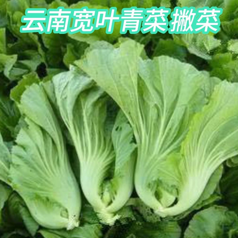 云南新鲜农家蔬菜宽叶青菜撇菜品种农家菜