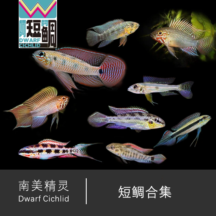 短鲷苗 自助组合清单