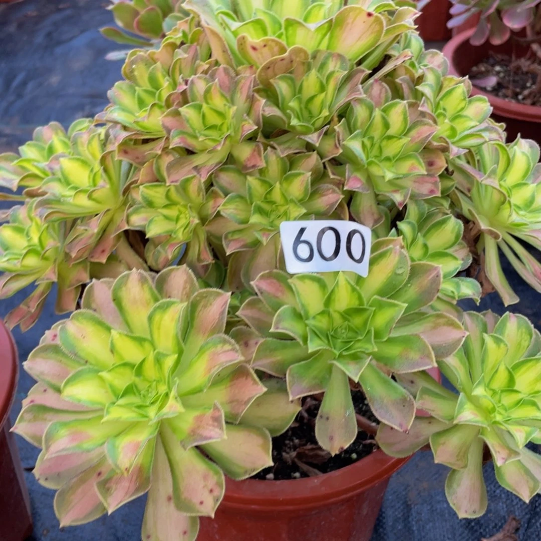 600韶华111111多肉