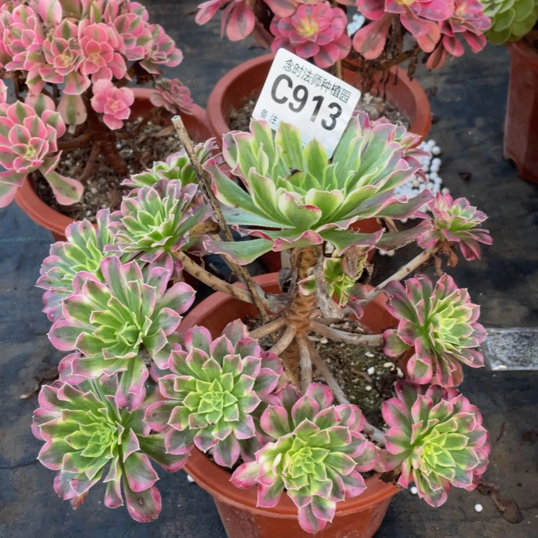 913天合111111多肉