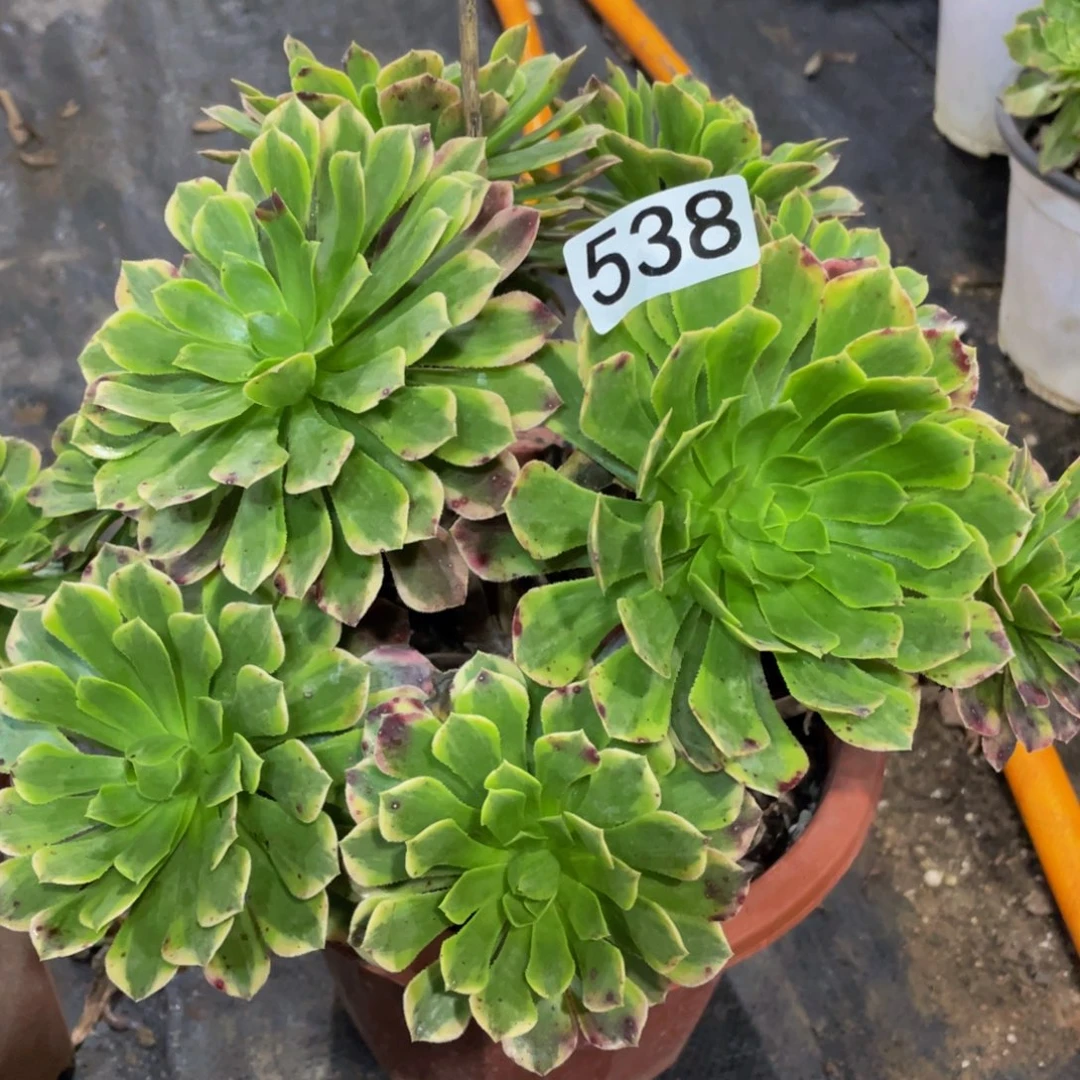 江*538嘉年华111111多肉