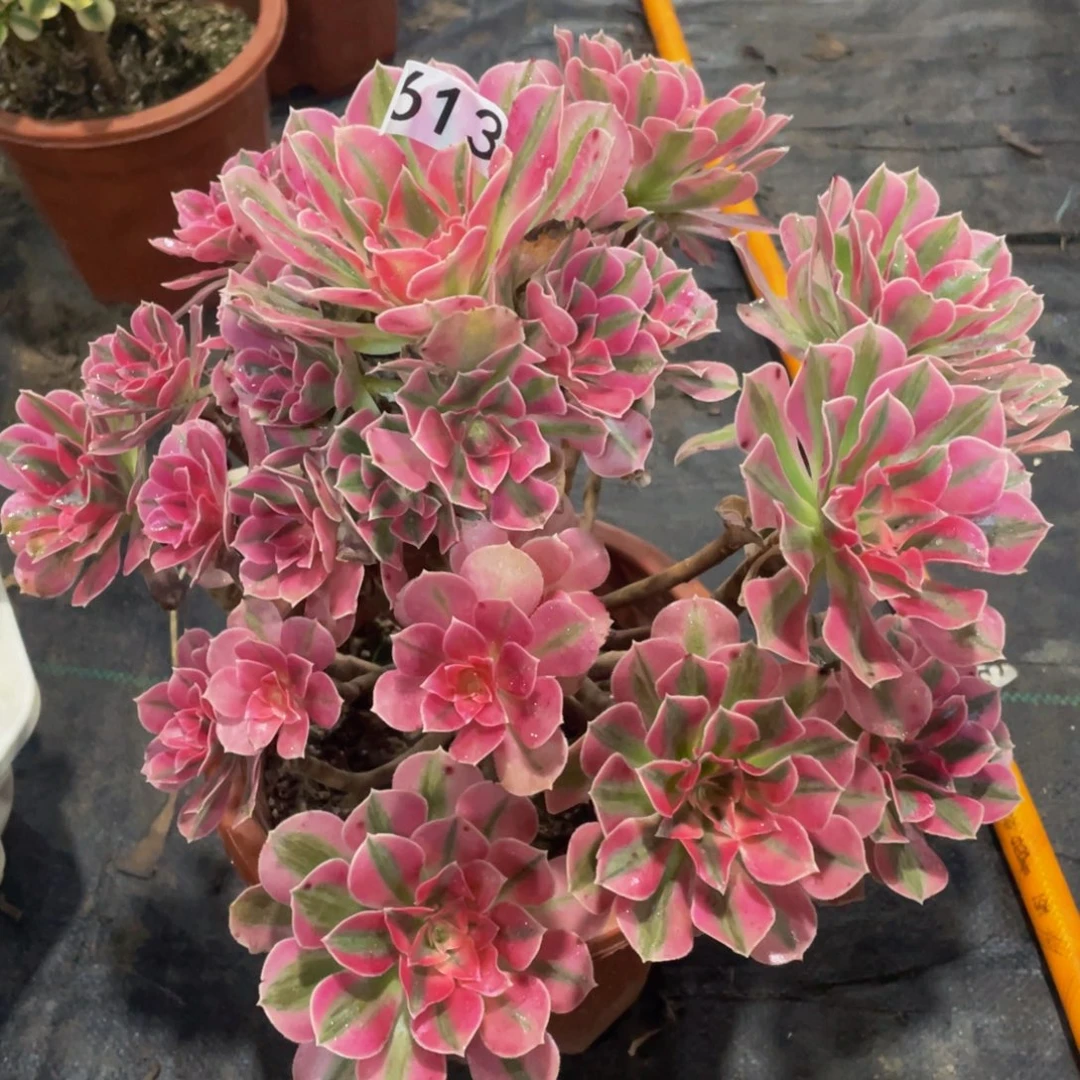 613女巫111111多肉