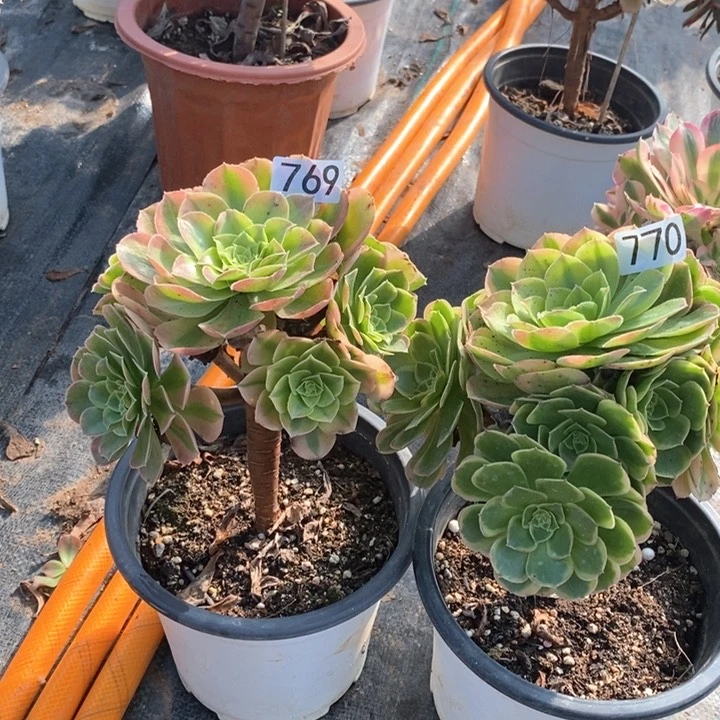 奶白锦多肉770 769111111