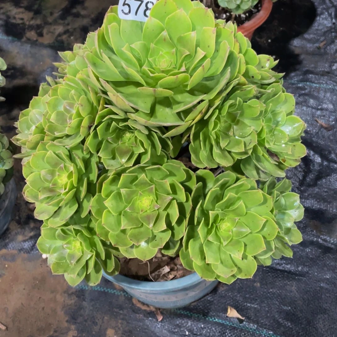 平*。578万圣节11111多肉