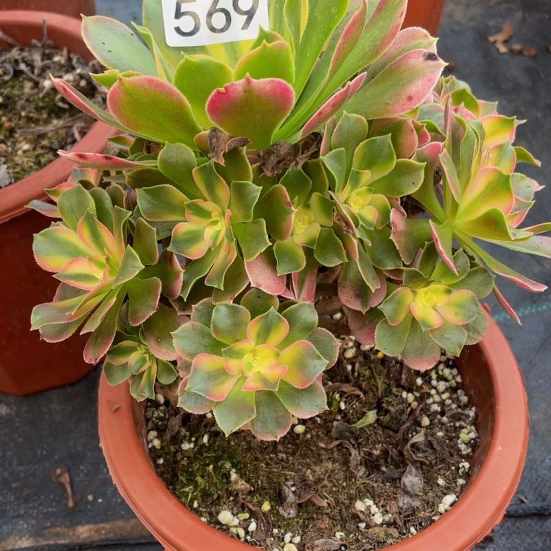 龙****门569香妃11111多肉